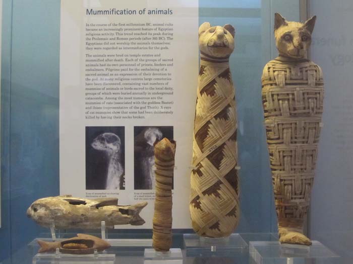 Momias de gato