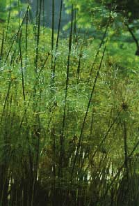 Planta de Papiro